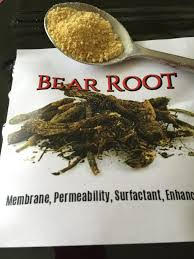 Bear Root